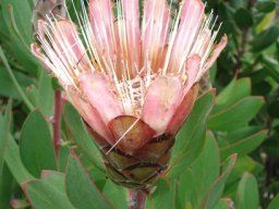 Protea lacticolor last floral rites